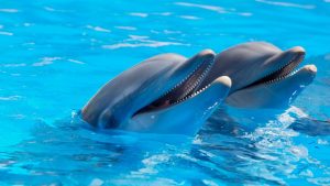 Mit Delfinen Schwimmen und Schnorcheln in Hurghada