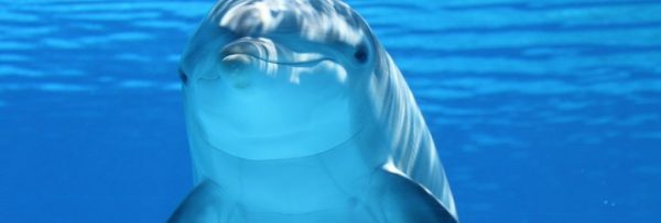 Hurghada Delfin Schwimmen und Schnorcheln