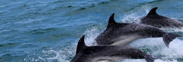 Hurghada Delfin Schwimmen und Schnorcheln 