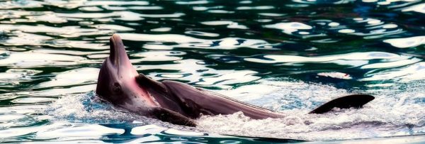 Hurghada Delfin Schwimmen und Schnorcheln