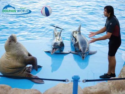 Ausflug zur Delphin Show ab Soma Bay