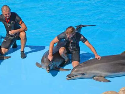 Ausflug zur Delphin Show ab Soma Bay
